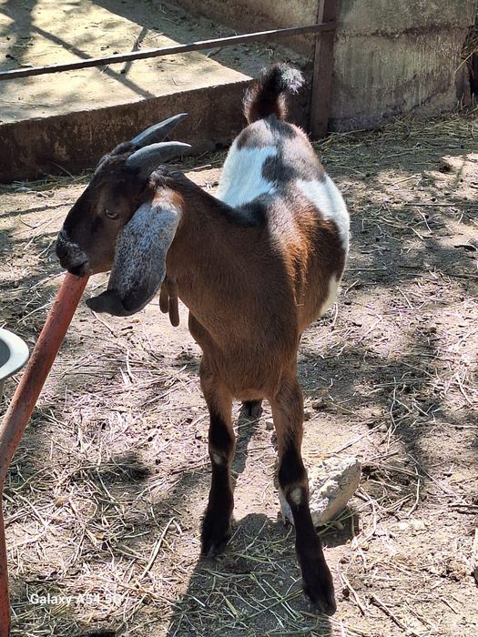 Vând țapi anglo danubieni