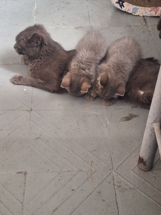 Разбирайте котяток мышек ловят