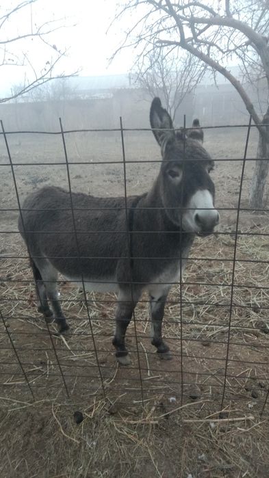 Ешек сатамын жас озы буаз бырыншы тума жагдай жаксы