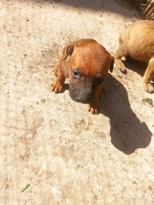 Pitbull bolasi tozza
