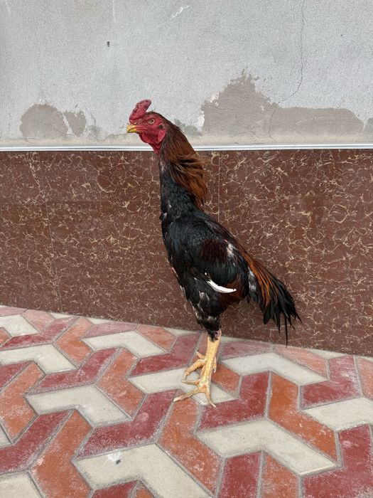 Сотилади , шамо корея
