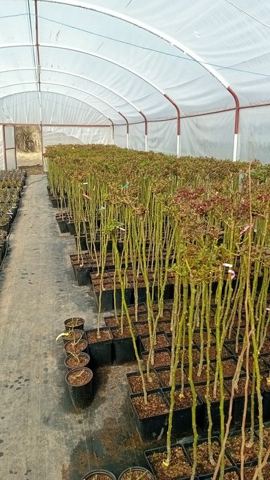 Vand pomi fructiferi