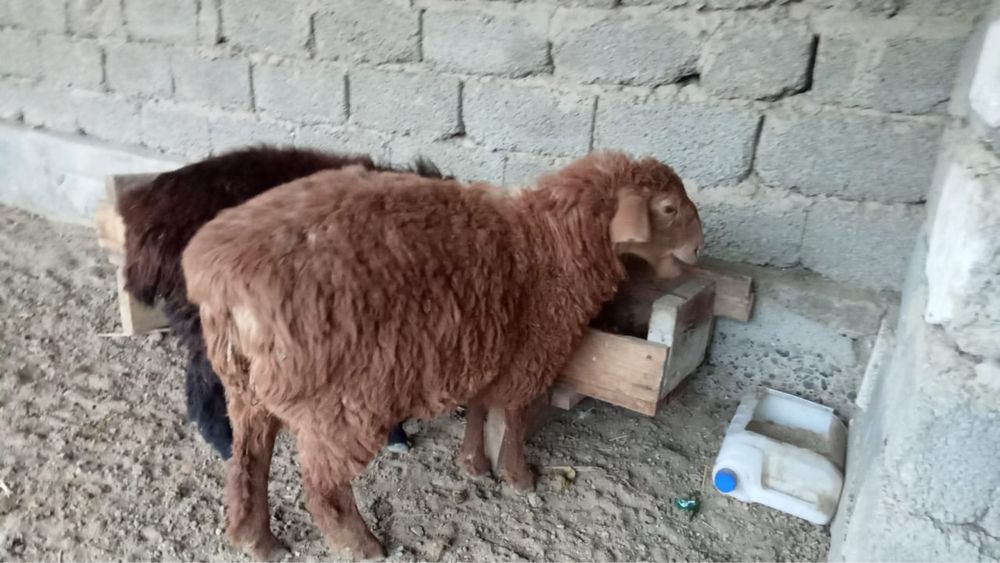 Қой сатылады