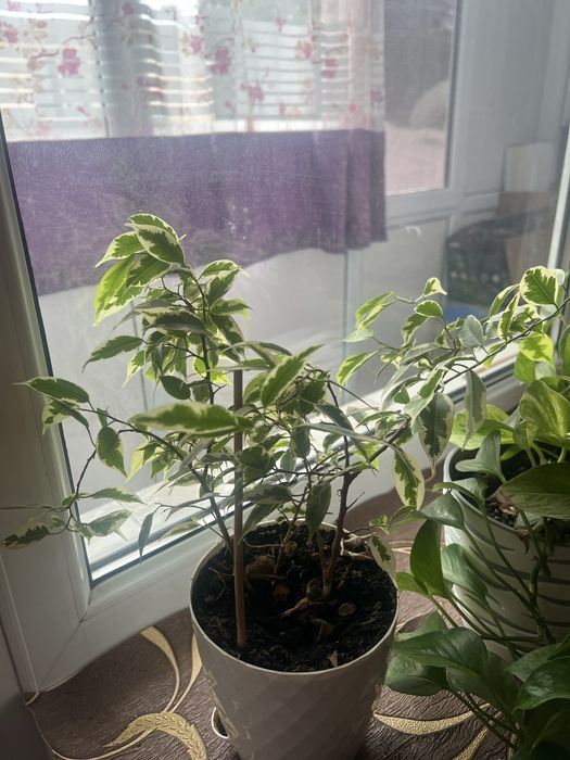 Продаю комнатные цветы