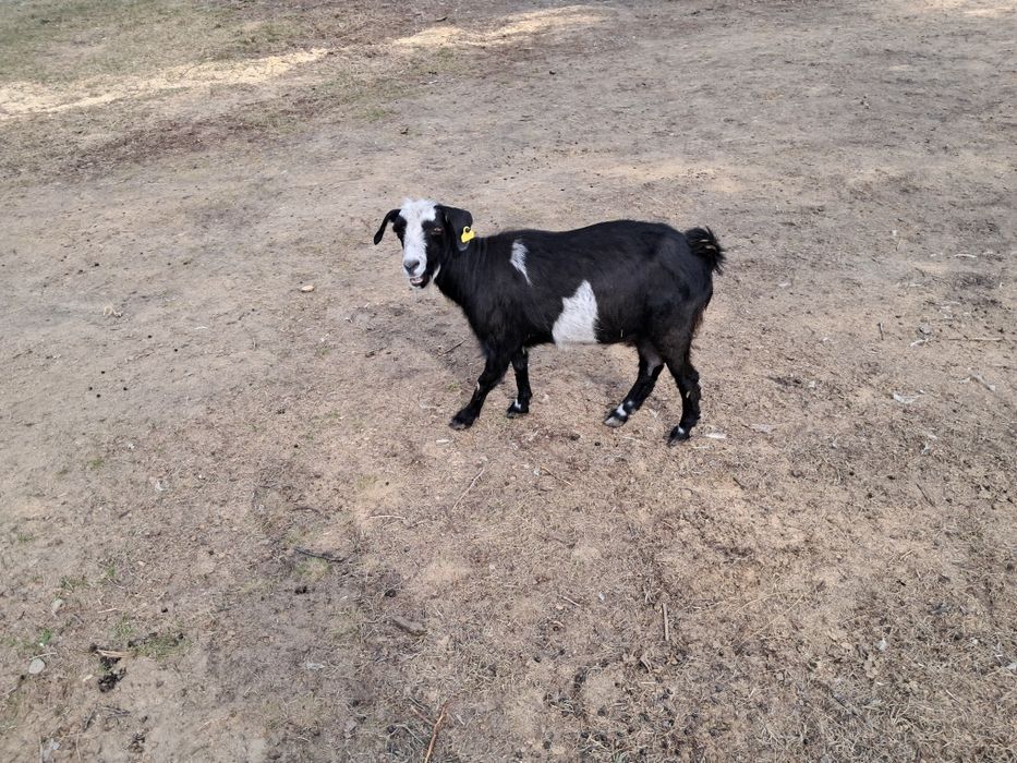 Коза дойная, ешкы