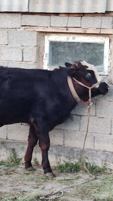 11 oylik Smental buqa sotiladi.