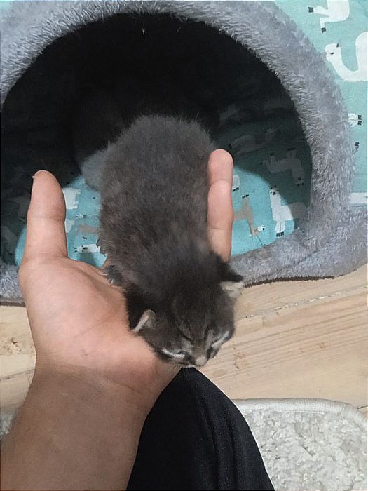 Scottish mushuk 10 kunlik