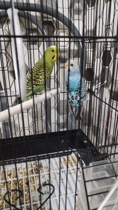 Продам двух попугаев мальчик и девочка