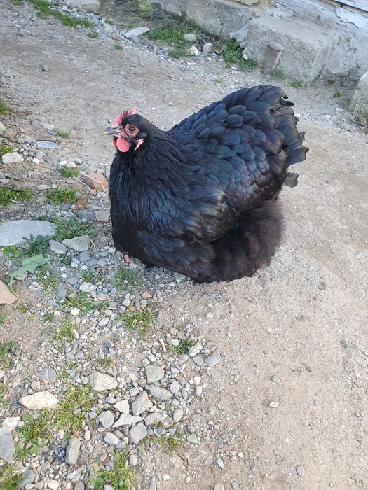 gaini orpington de vanzare