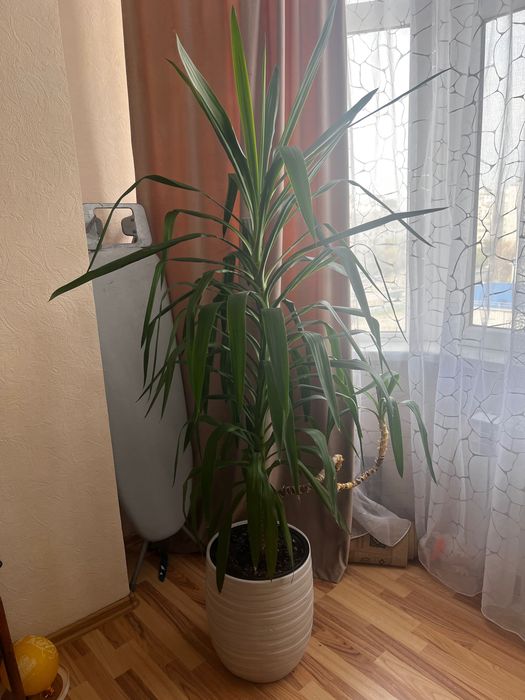 Комнатное растение