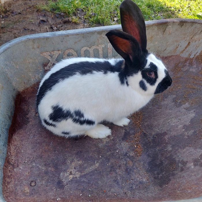 Vând iepuri de rasă uriaș german și fluture german