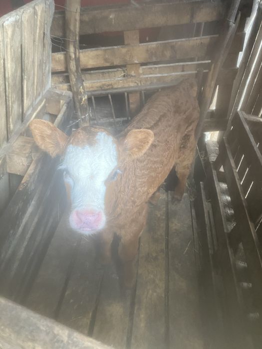 Vand vitei , 2 masculi , 2 femele