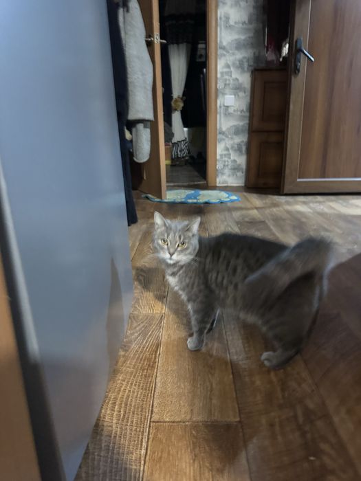 кошечки в добрые руки