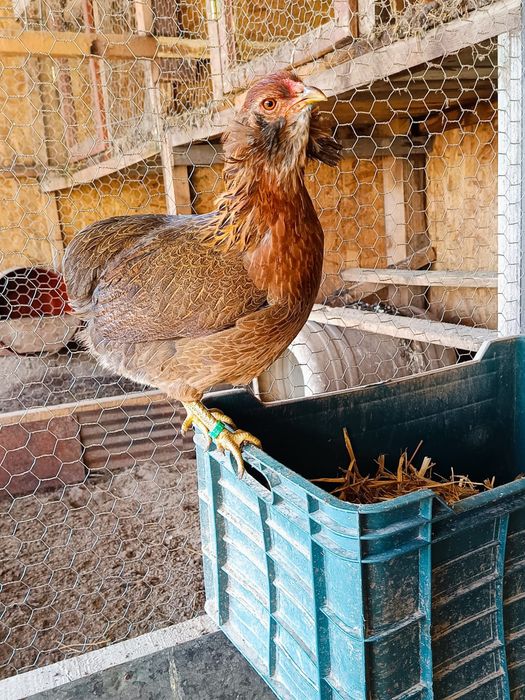 Ouă incubat găini marans și araucana