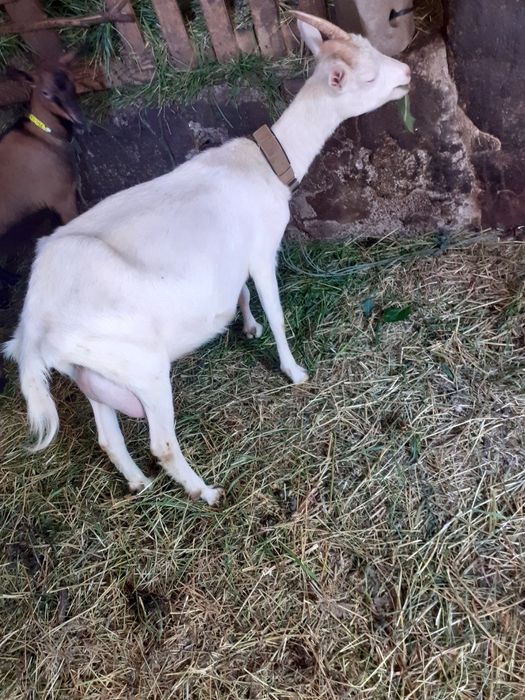 Caprita sannen cu lapte