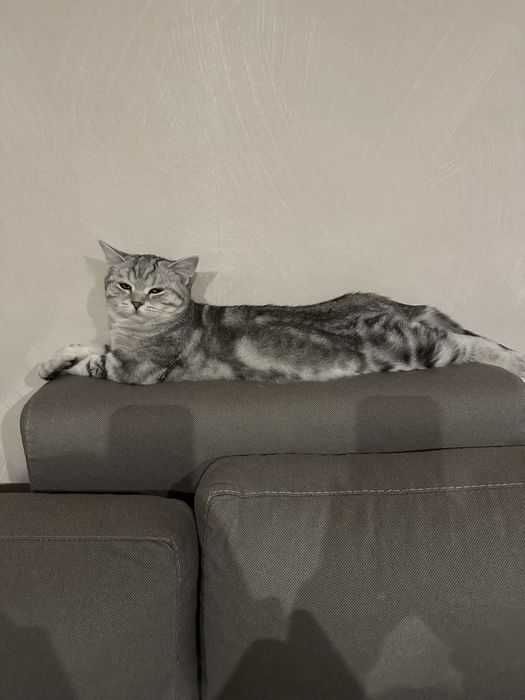 Вислоухие шотландцы