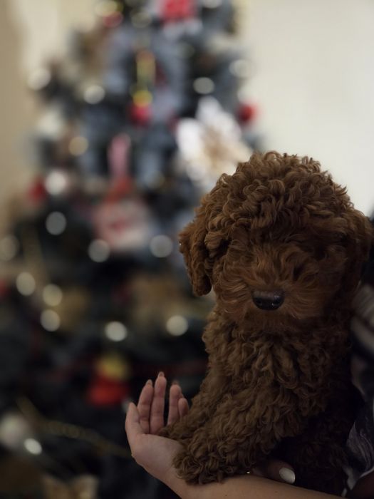 Той Пудел - мини Пудел