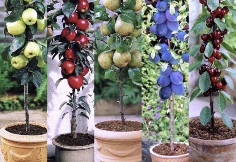 Pomi columnari diferite soiuri