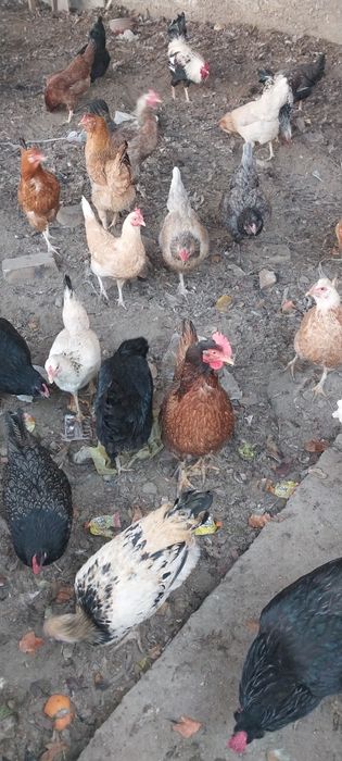 Tuxum sotiladi. Jaydari (damashniy)  tovuqlarniki.