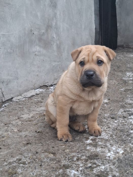 Продам щенка породы Шарпей.