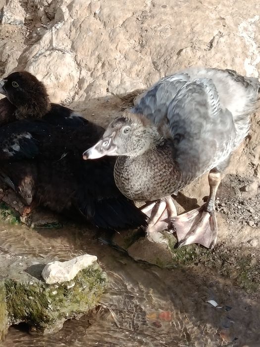 Продаются утята германской породы  и  индоутята,смешанные с германской