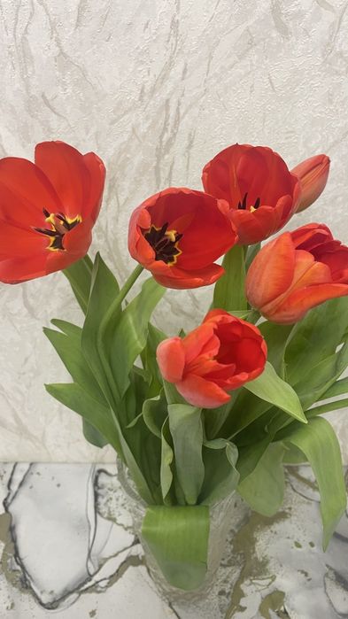 Тюльпаны ! 8 марта !