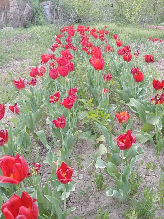 продаю луковицы тюльпанов