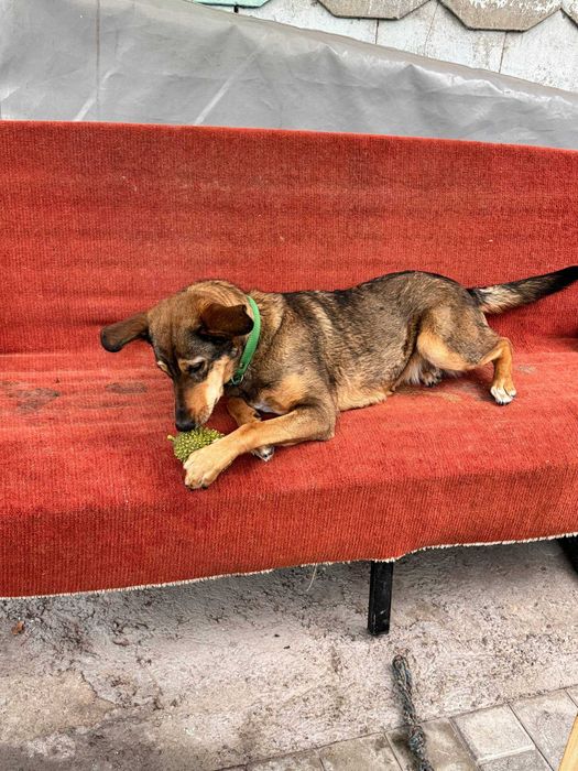 Отдам собаку ТОЛЬКО в хорошие руки