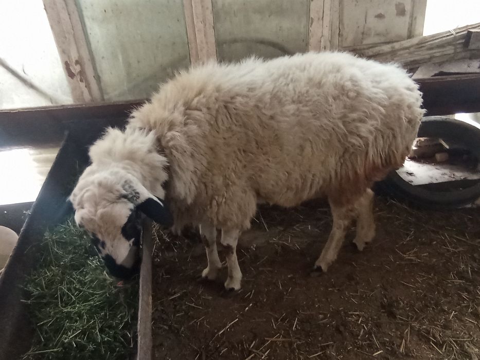 Кучкор сотилади.