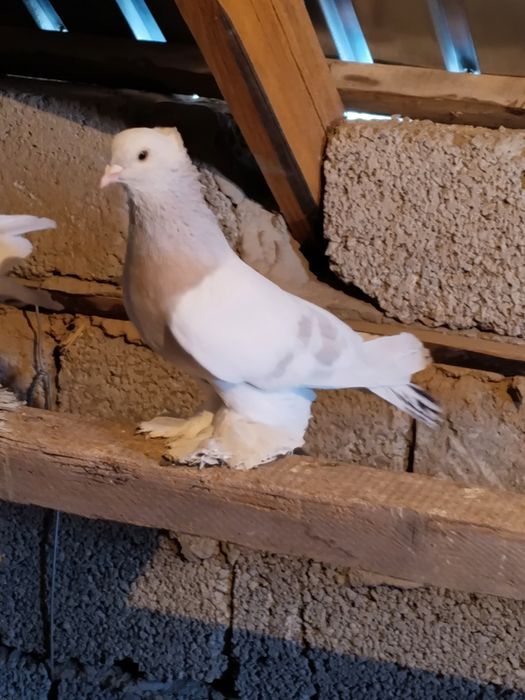 Голубь перс самец