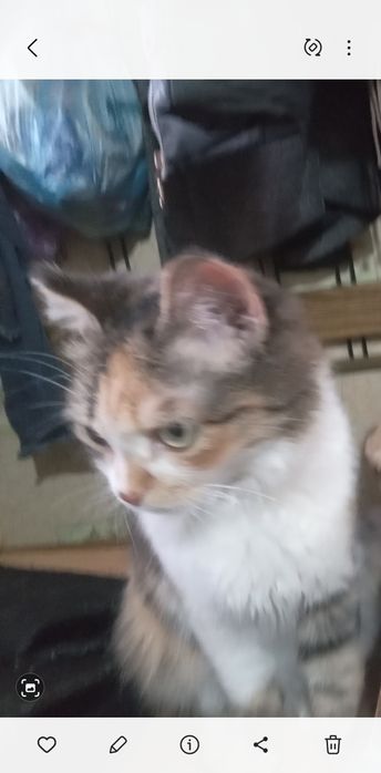 Подарю  кошечку. г.Рудный.