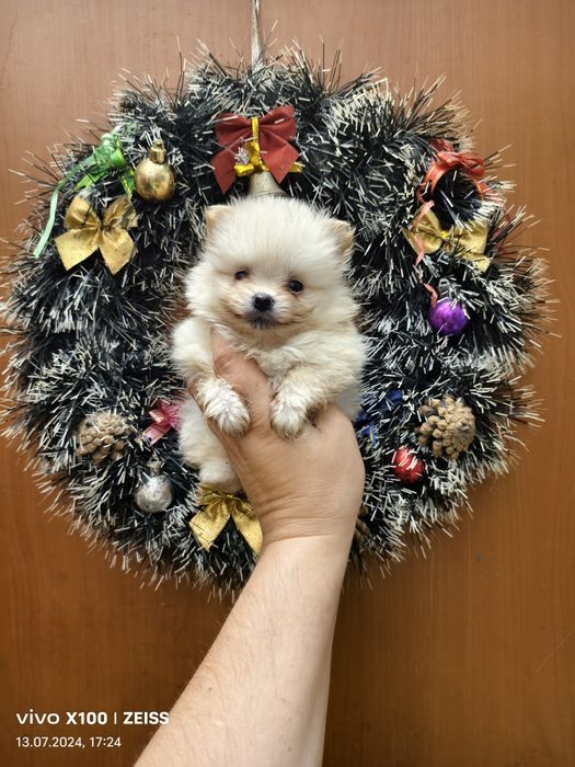 Продам щенков шпица.