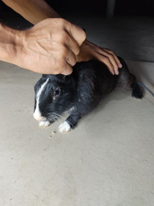 Erkak quyon sotiladi