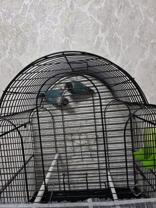 Попугай пара неразлучники