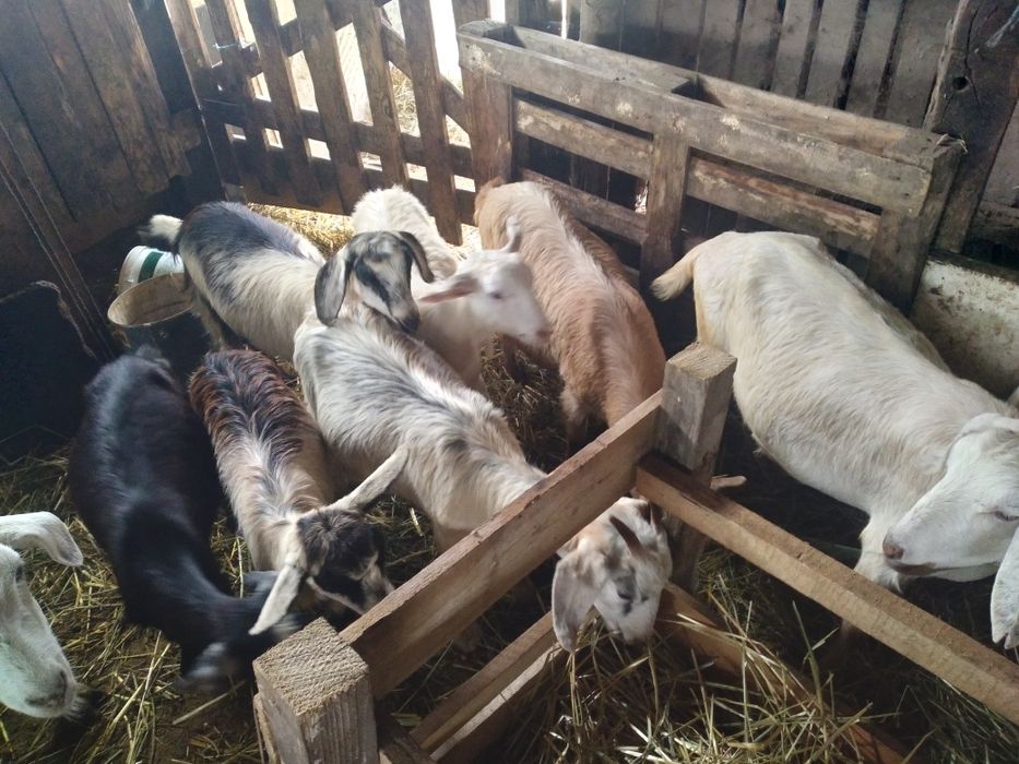 Capre si iede de vânzare