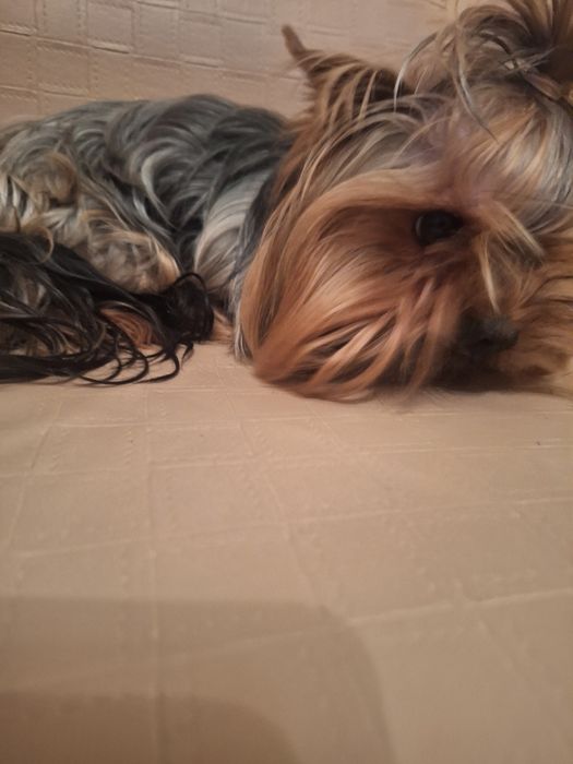 Продавам мъжко йорки