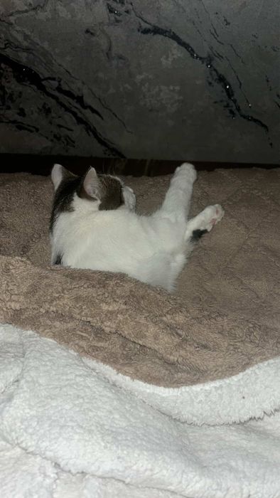 Дарим молодого кота