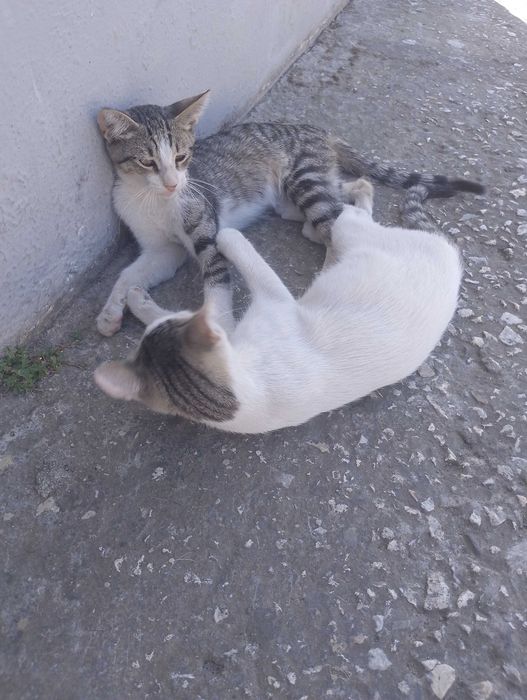 Подарявам малки котета