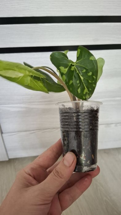 Продам комнатные цветы