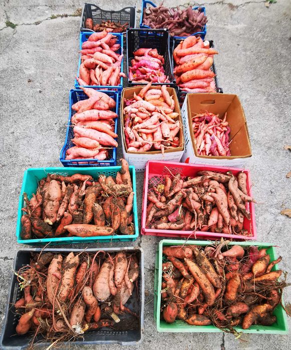 Разсад Батати и гурме картофи  Органично отглеждани.