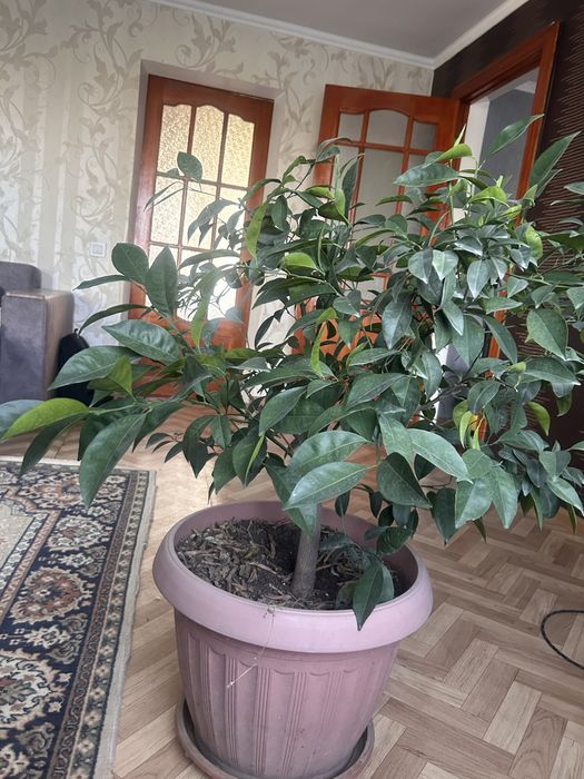 Продам дерево лимона