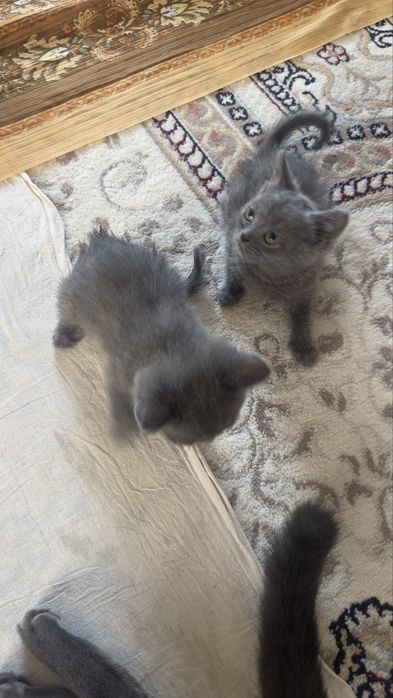 Scottish.  Fold 2