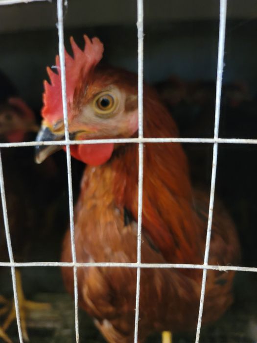 Xurozlar. Bor  kon chikorishda  toza. Boksaxam. Buladi. Soglom