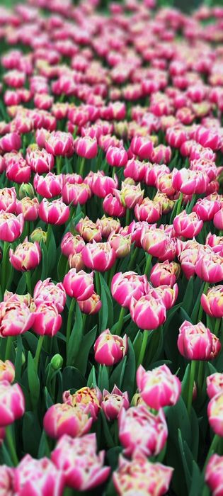 Тюльпаны оптом местные