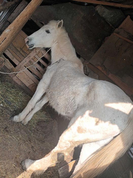 Vand iapa cuminte citeste anuntul