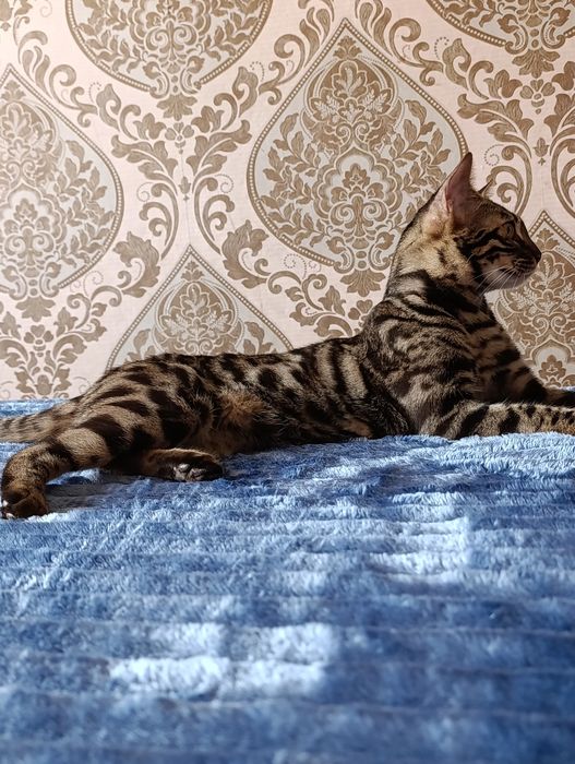 Продаётся бенгальская кошечка