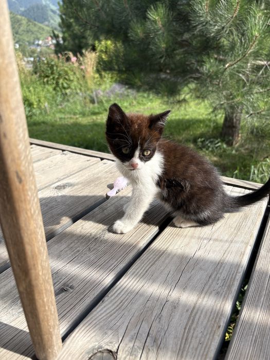 КОТЯТА.  Отдадим бесплатно