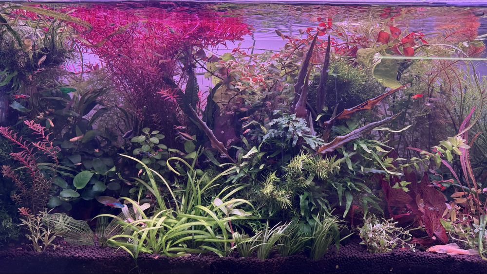Растения за аквариум и корени
