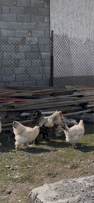 Продам Брама г. Алатау