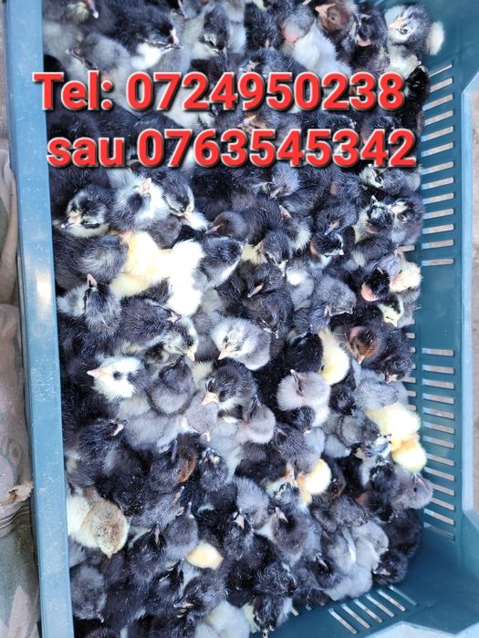 Pui de găină, somborska kaporka, pita pinta,moțati și golaș